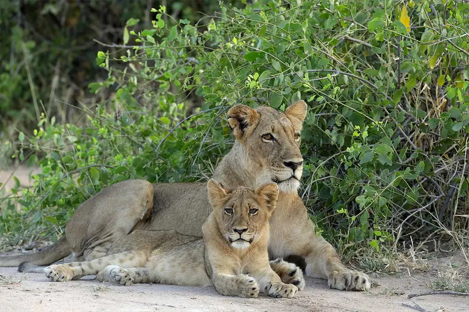 African Lion