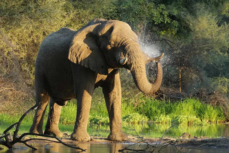 African savannah Elephant