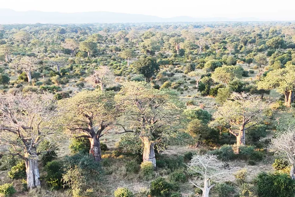 Baobab trees