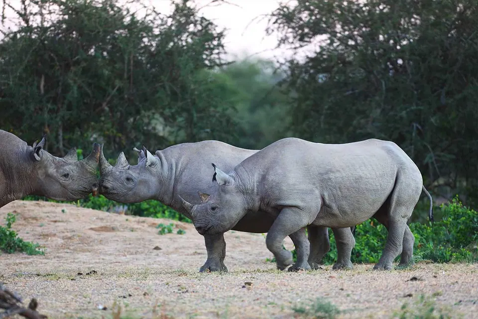 Black & White Rhino