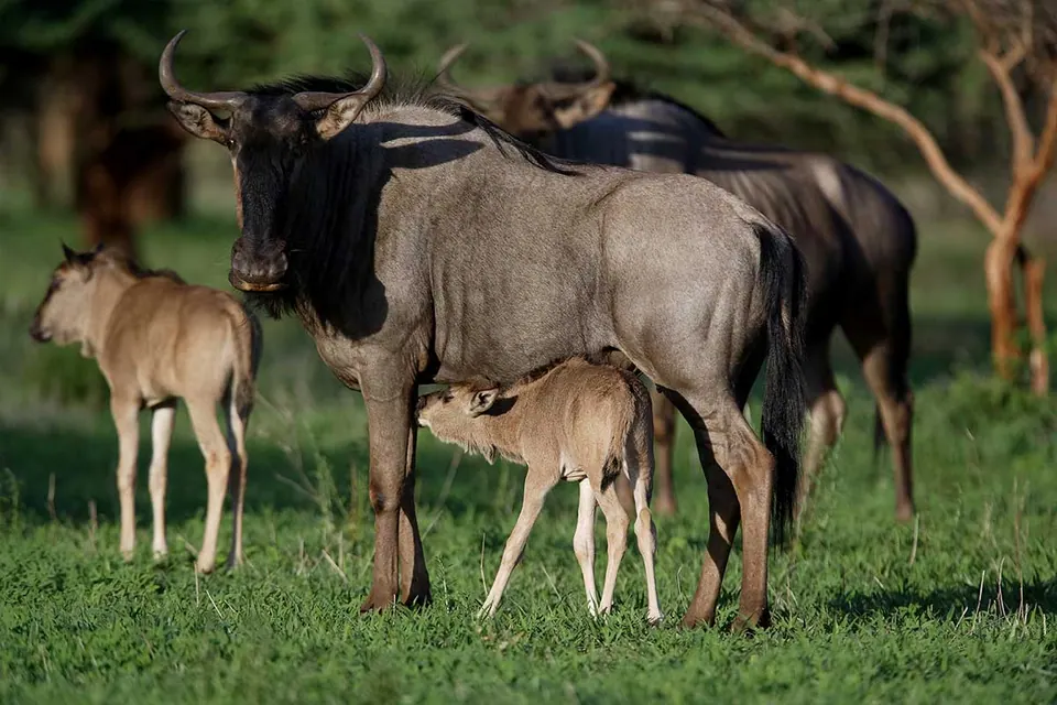 Blue wildebeest