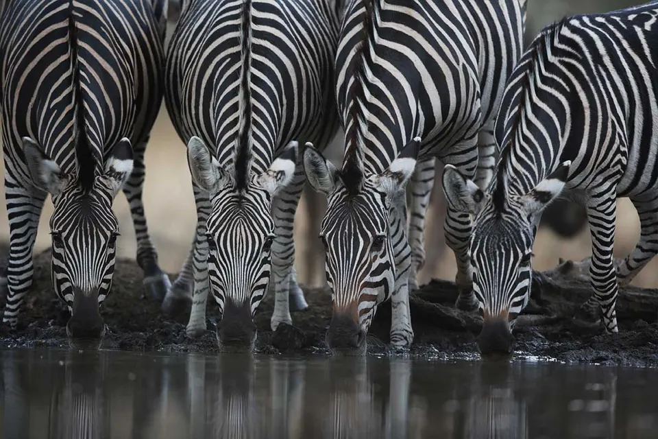 Burchell’s zebra