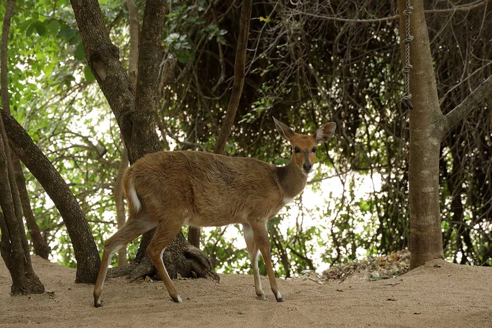 Bushbuck