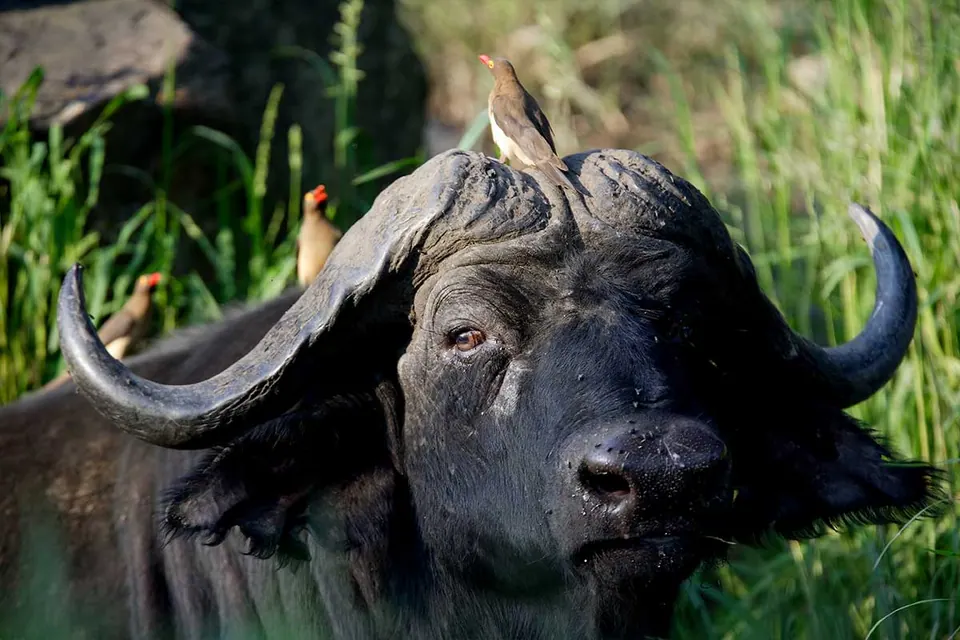 Cape Buffalo