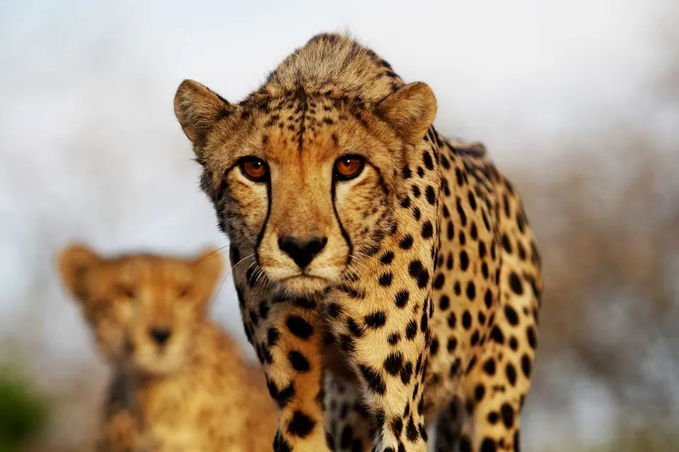 Cheetah