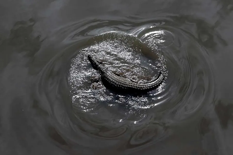 Crocodile