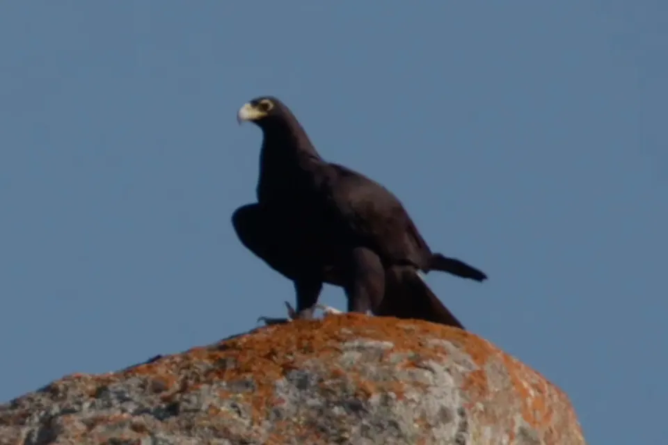 Eagle