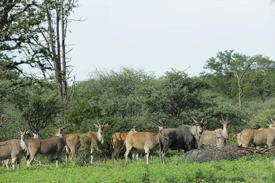 Eland