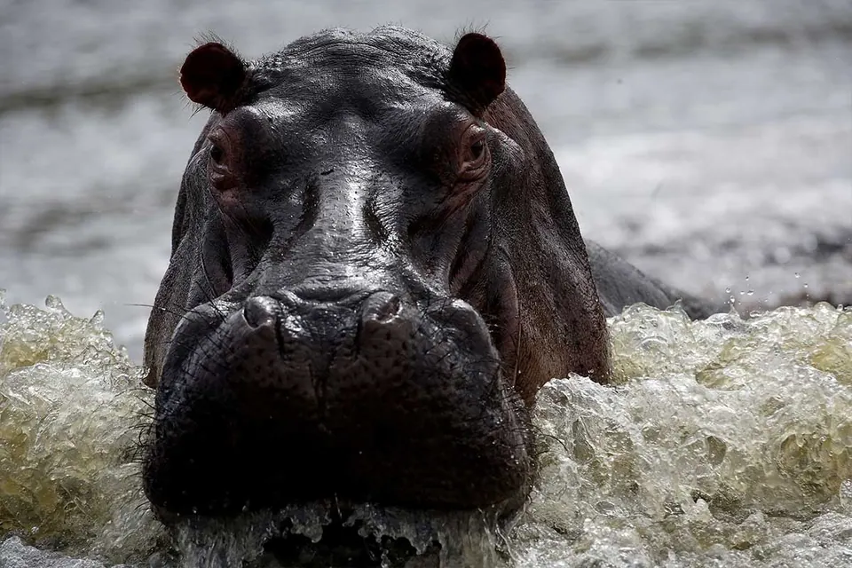 Hippo