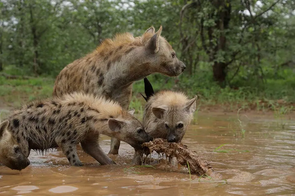 Hyenas