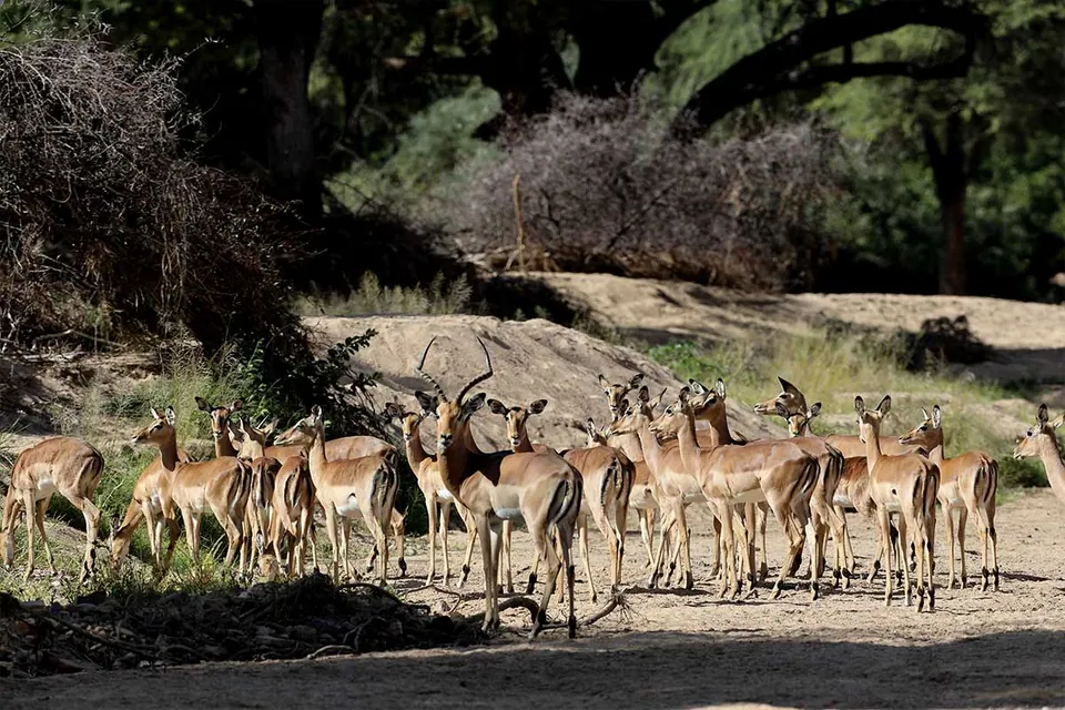 Impala