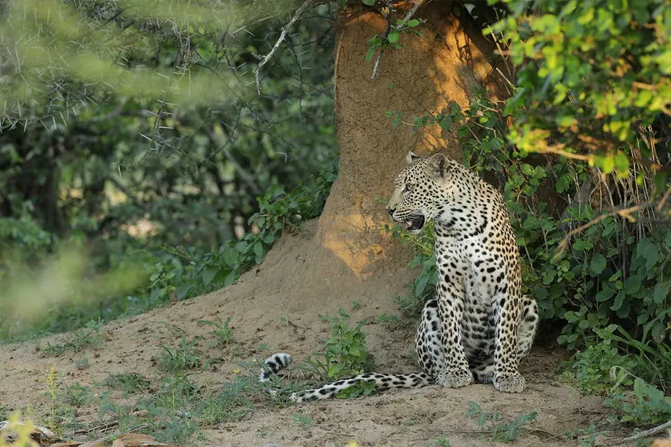 Leopard