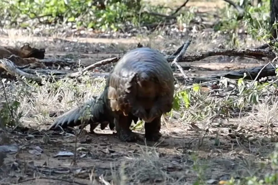 Pangolin