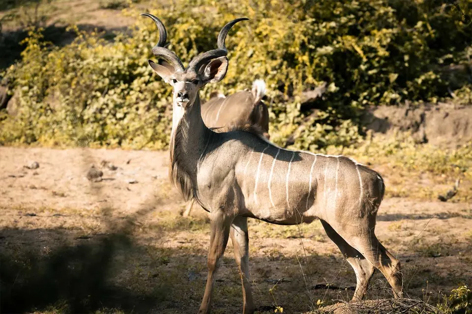 Southern Kudu