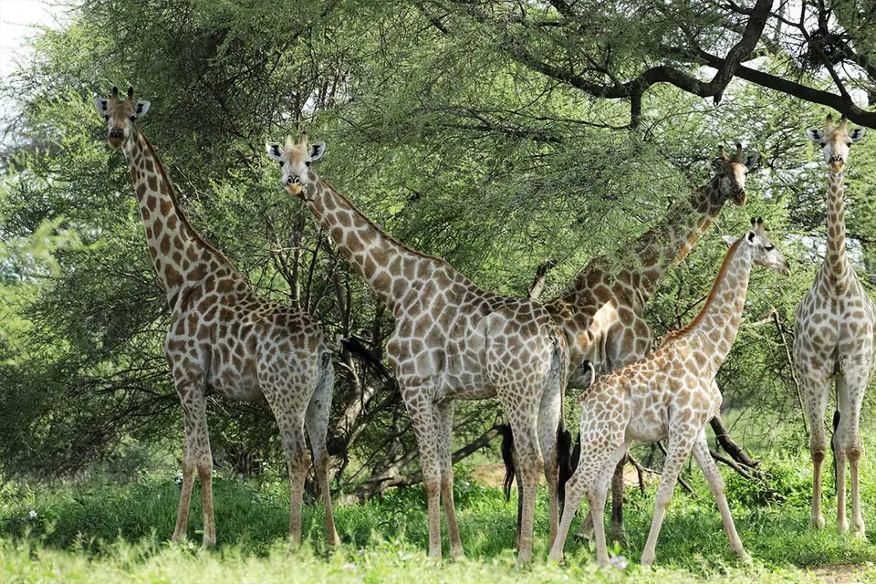 Southern giraffe