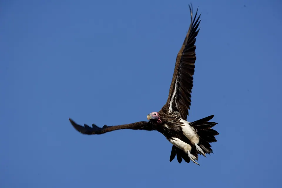 Vulture
