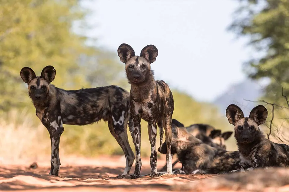 Wild Dog