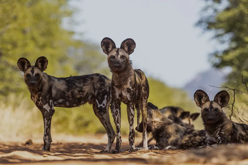 African wild dogs at Sango